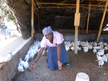 Woman tending to chickens
